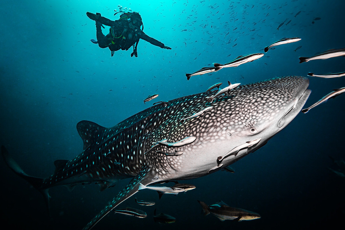 Diving in Gulf of Thailand, Ko Tao island, Thailand