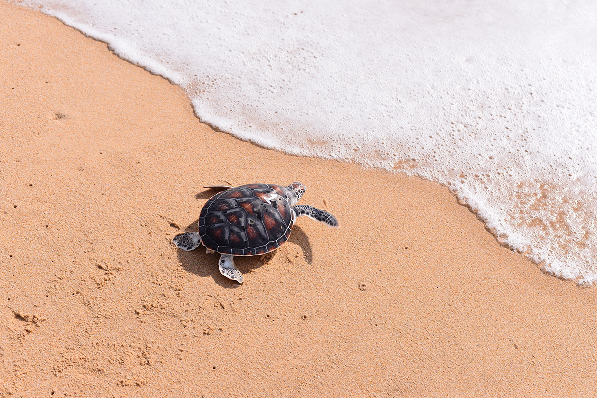 Sea Turtle Conservation Centre