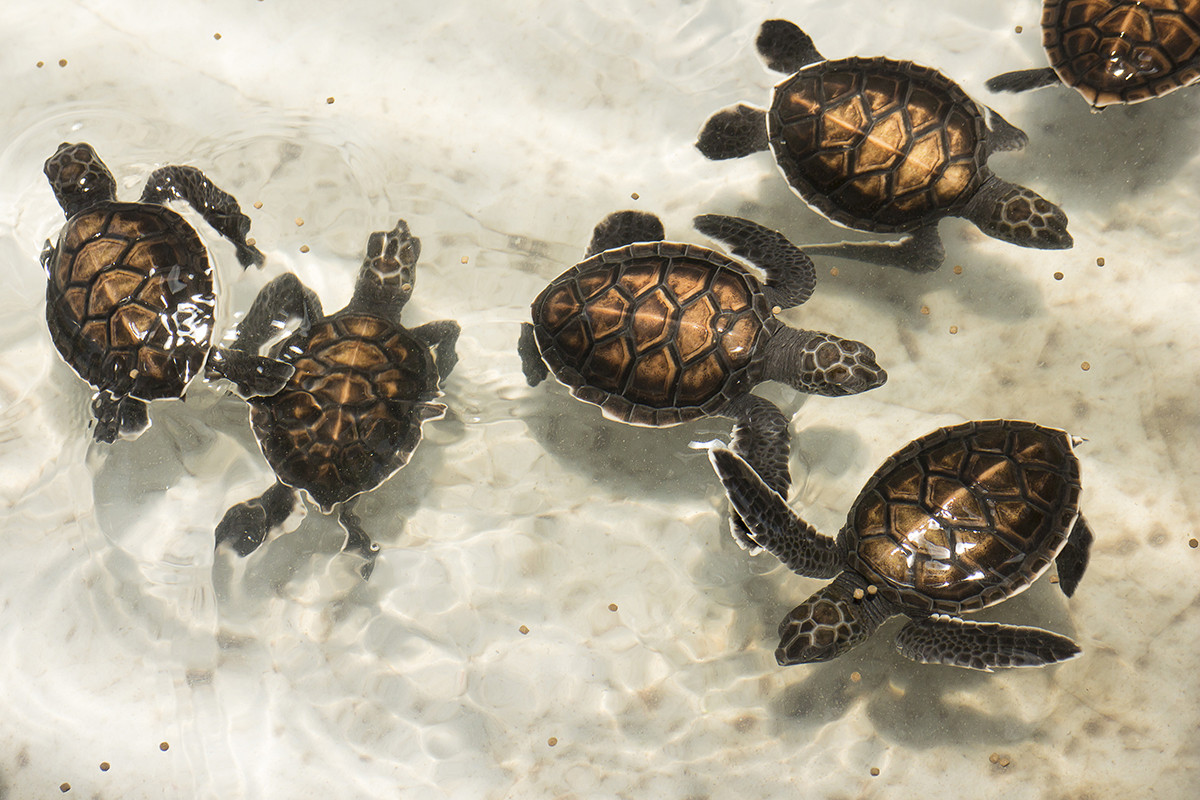 Sea Turtle Conservation Centre