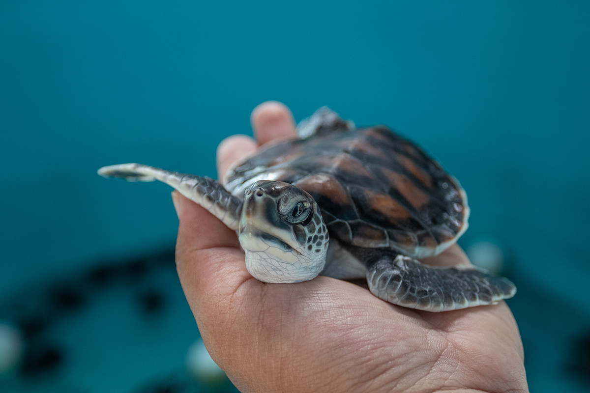 Sea Turtle Conservation Centre