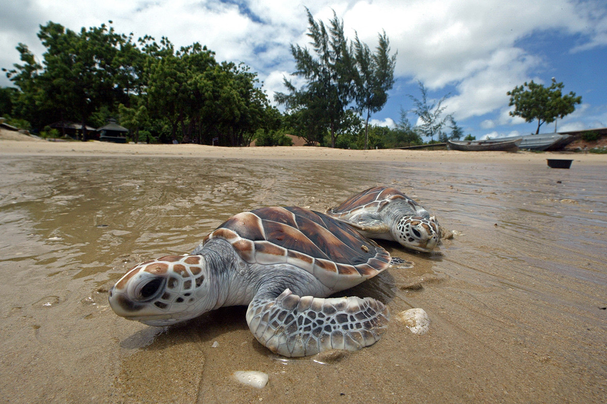 Sea Turtle Conservation Centre