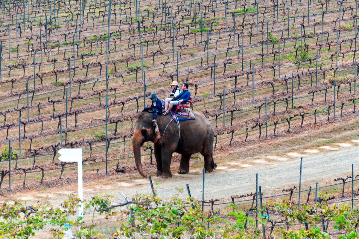 Monsoon Valley Vineyard