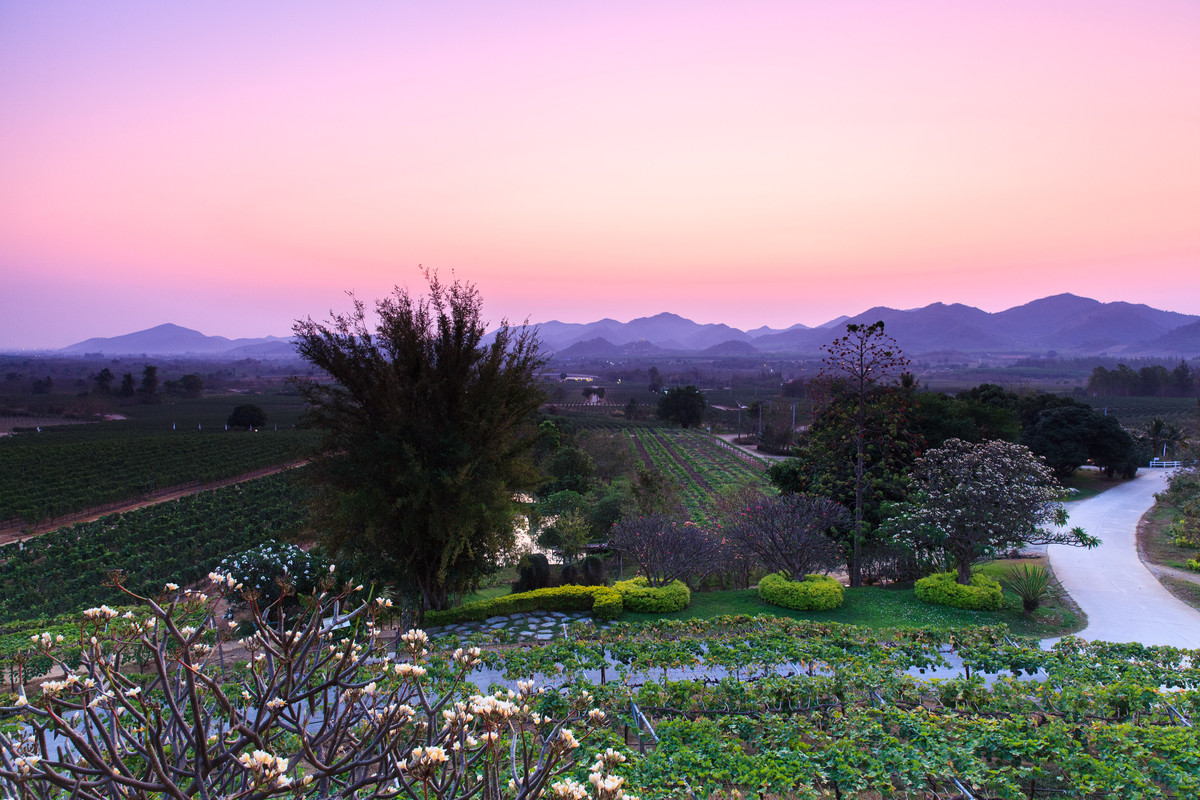 Monsoon Valley Vineyard