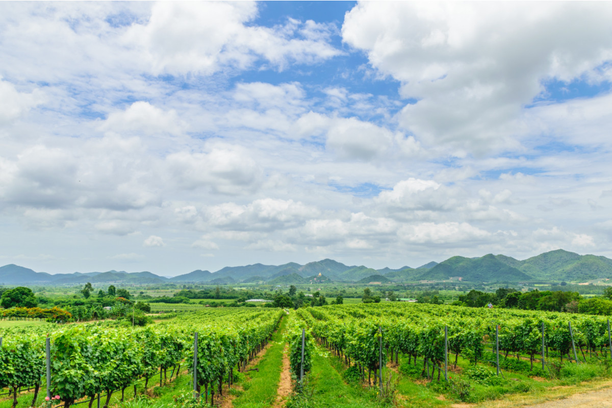 Monsoon Valley Vineyard